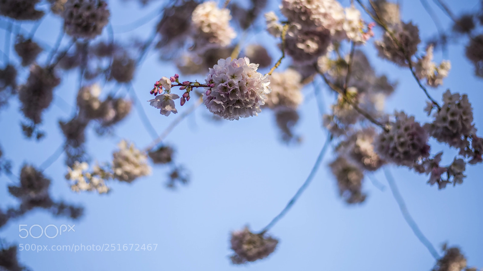 Nikon D850 sample photo. Happy spring! photography