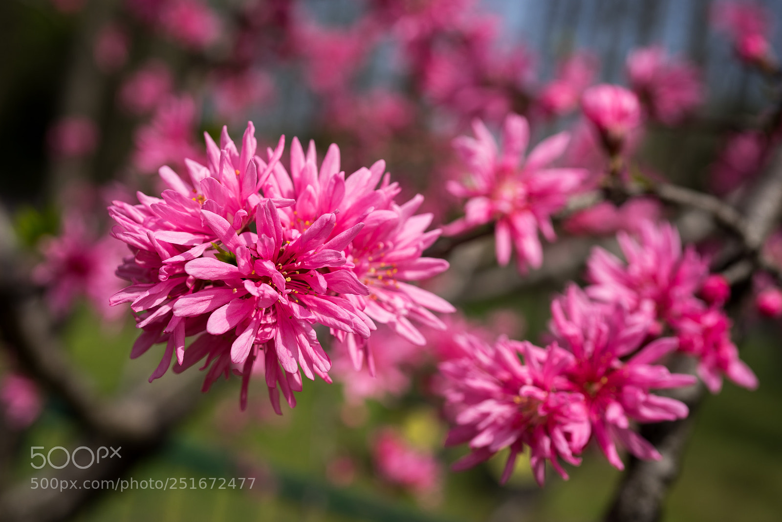Sony a7 sample photo. Peach blossom photography