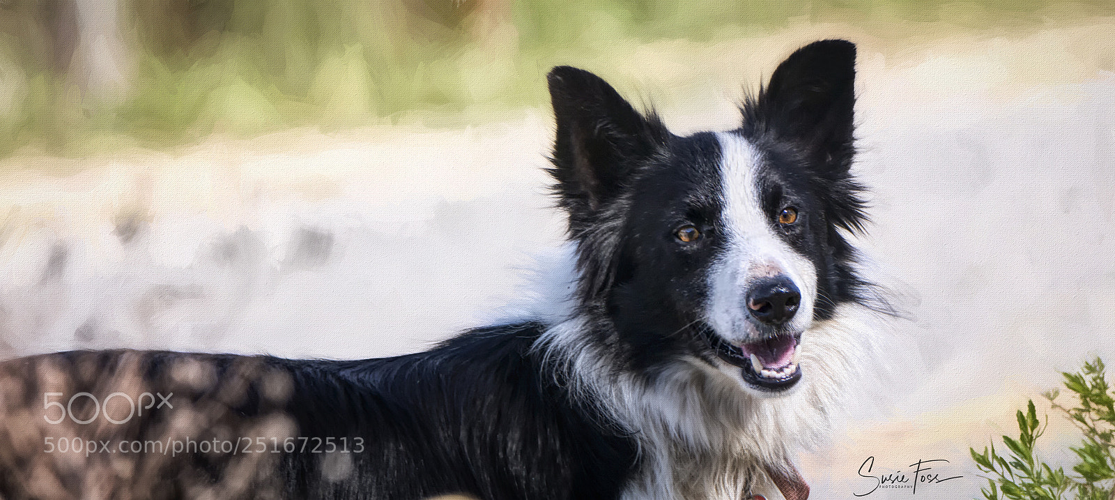 Canon EOS 70D sample photo. Busy herding the goats photography