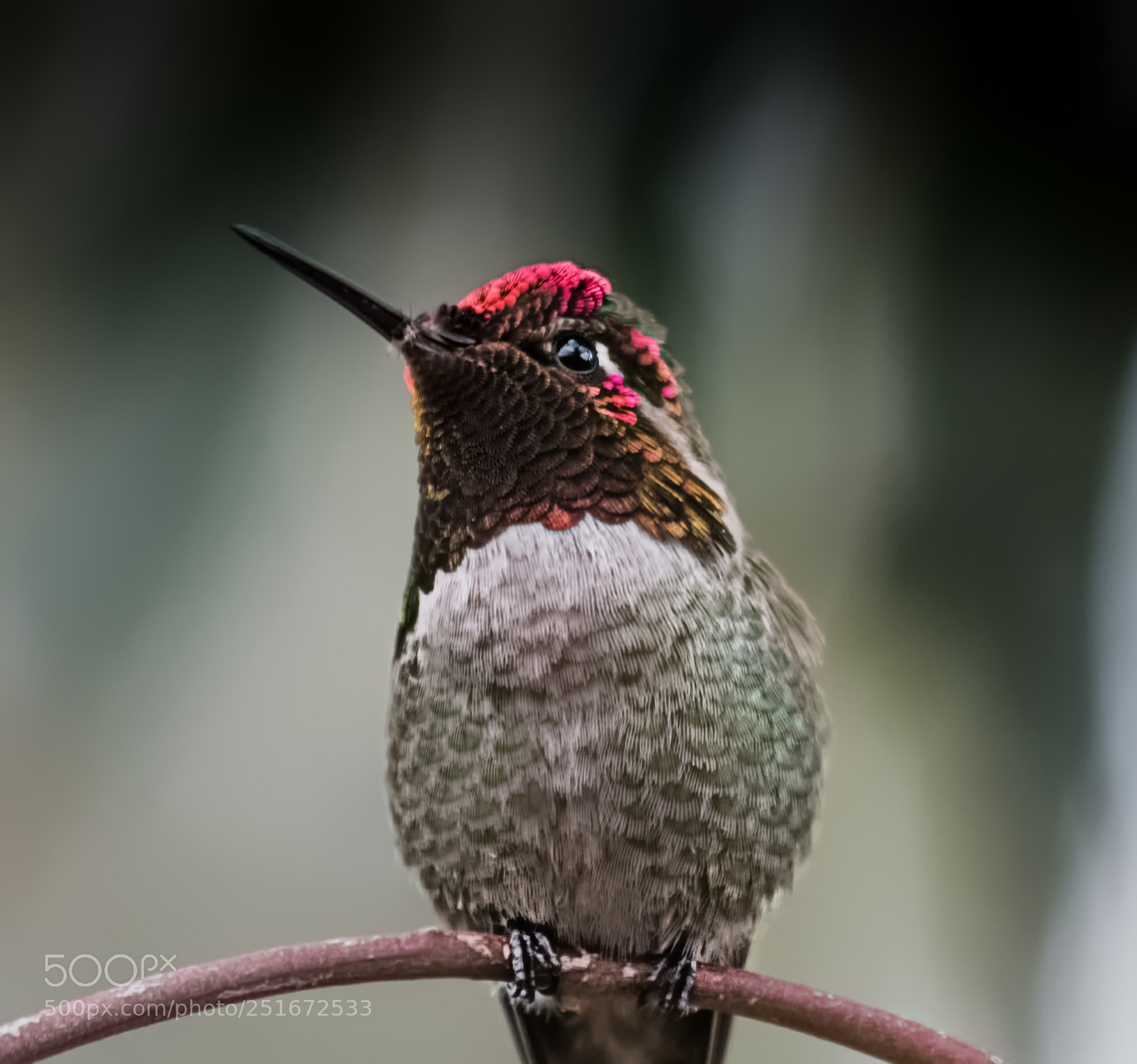 Pentax K-50 sample photo. Puffy pearch photography