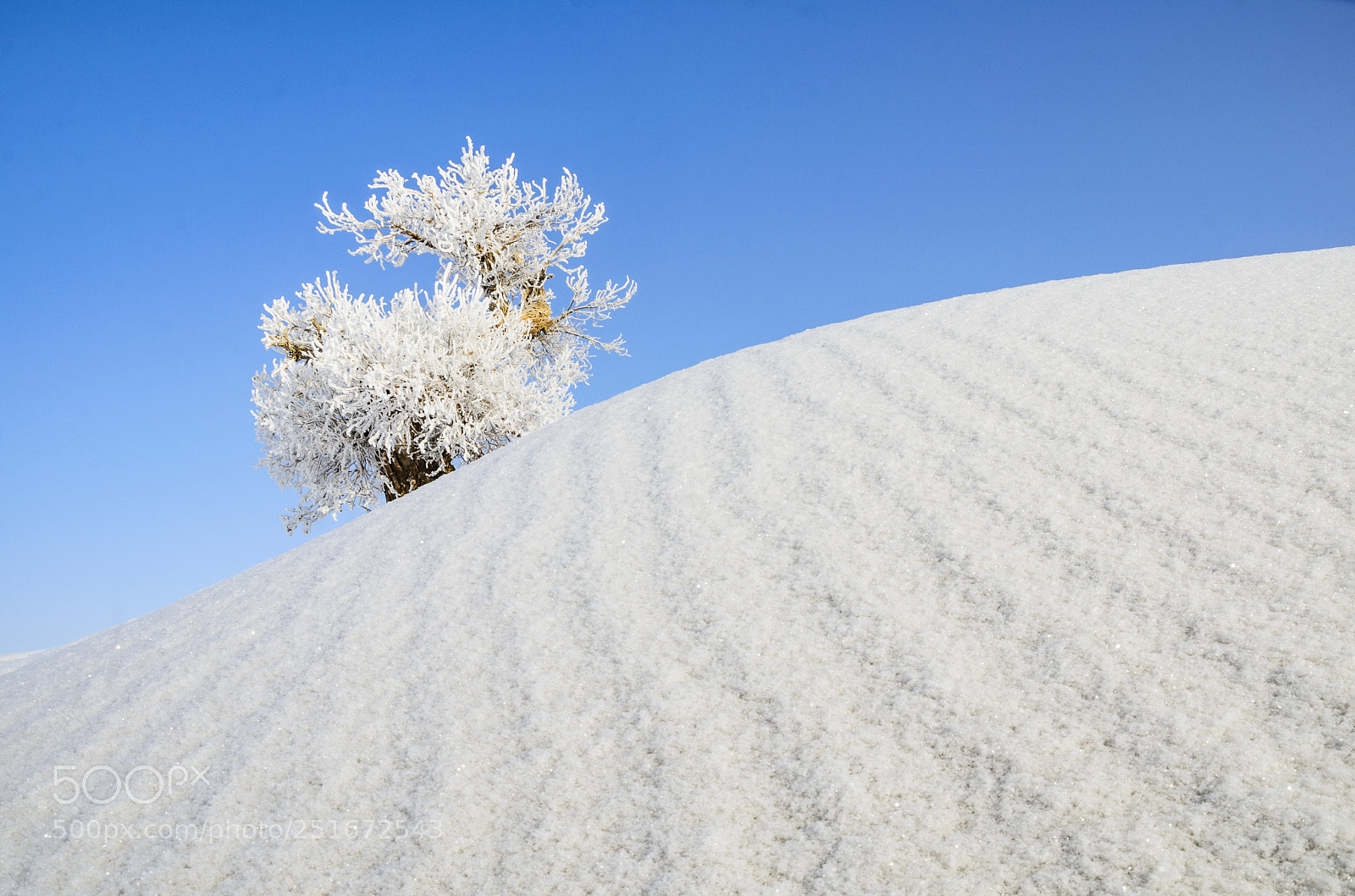 Nikon D7000 sample photo. Rime populus photography