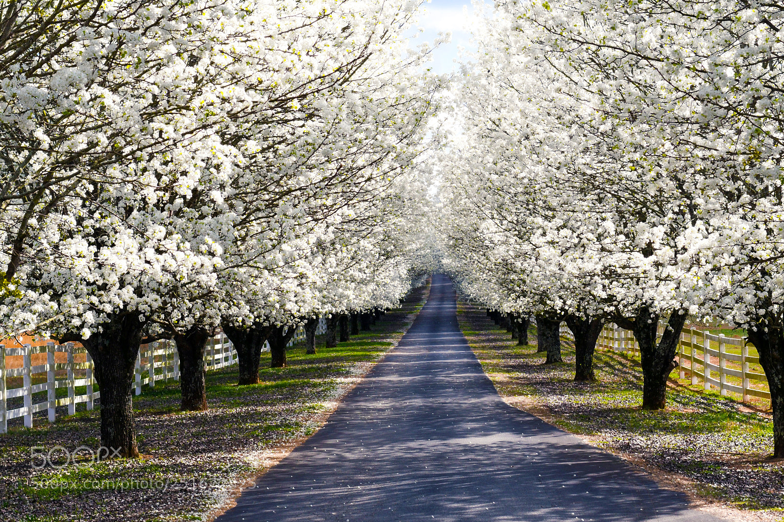 Nikon D7500 sample photo. The path to spring photography