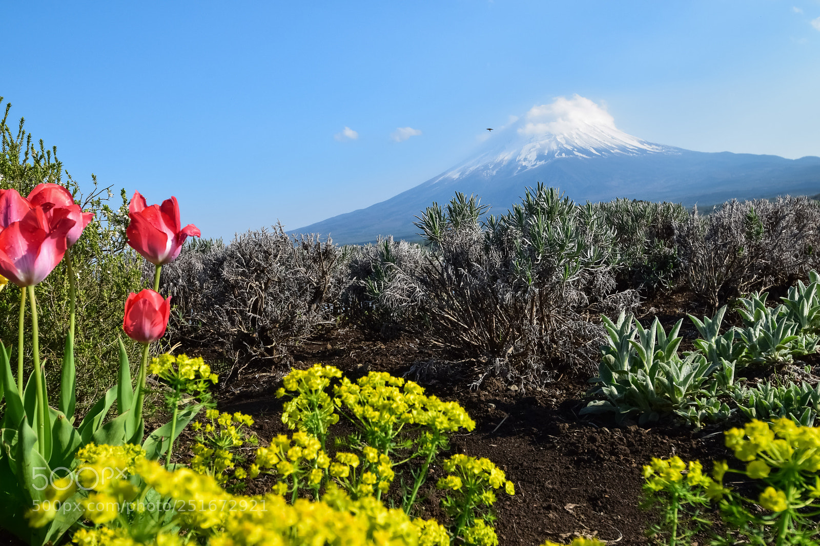 Nikon D5300 sample photo. Mt fuji photography