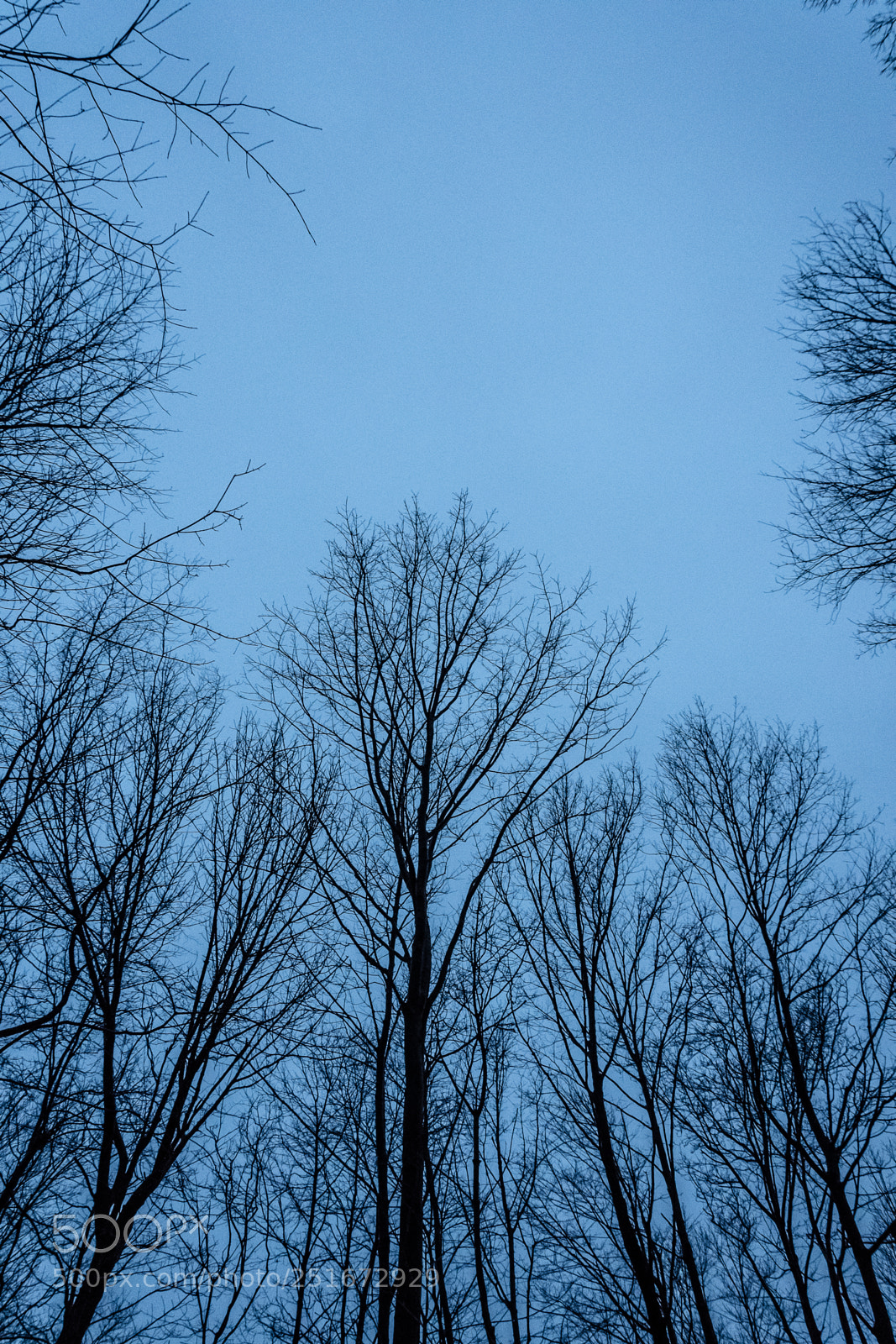 Nikon D7500 sample photo. Forest photography