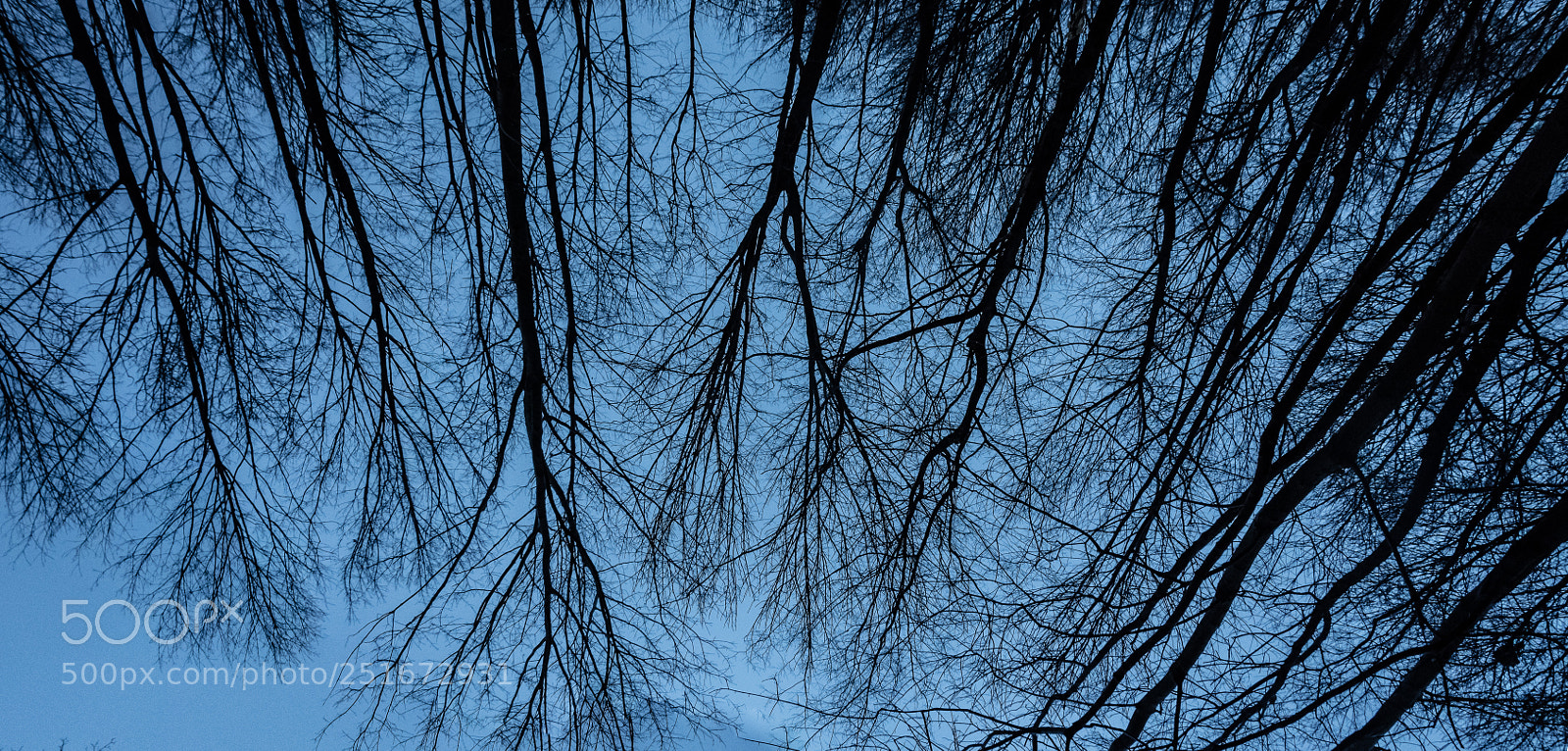 Nikon D7500 sample photo. Forest photography