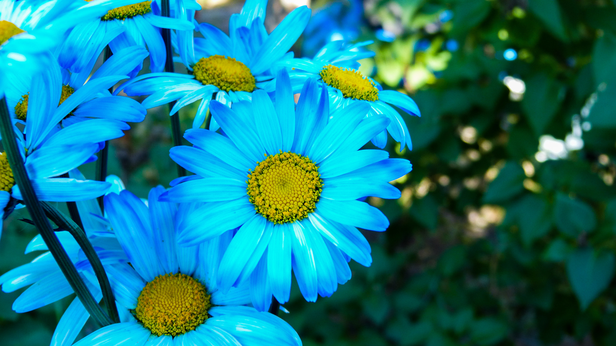 Panasonic Lumix DMC-FZ60 (Lumix DMC-FZ62) sample photo. Hand colored daises photography