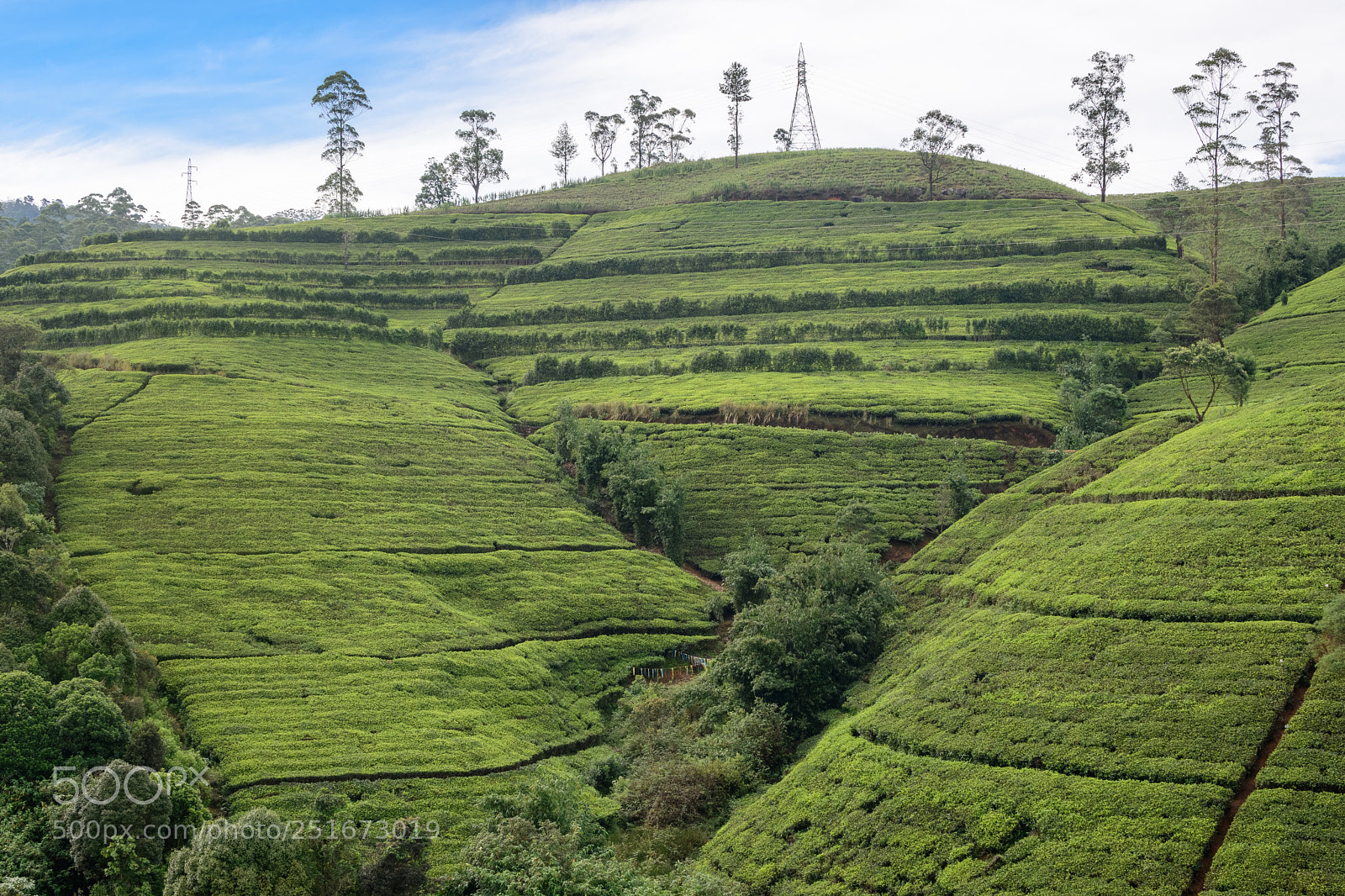 Nikon D7500 sample photo. Tea plantation photography