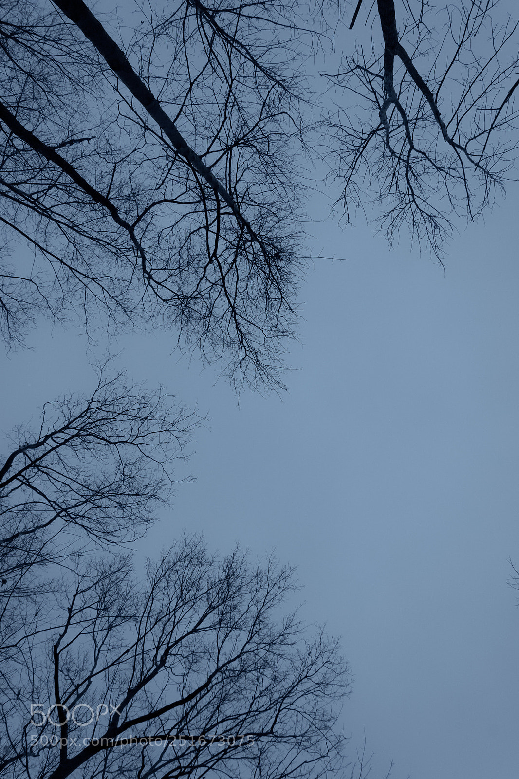 Nikon D7500 sample photo. Forest photography