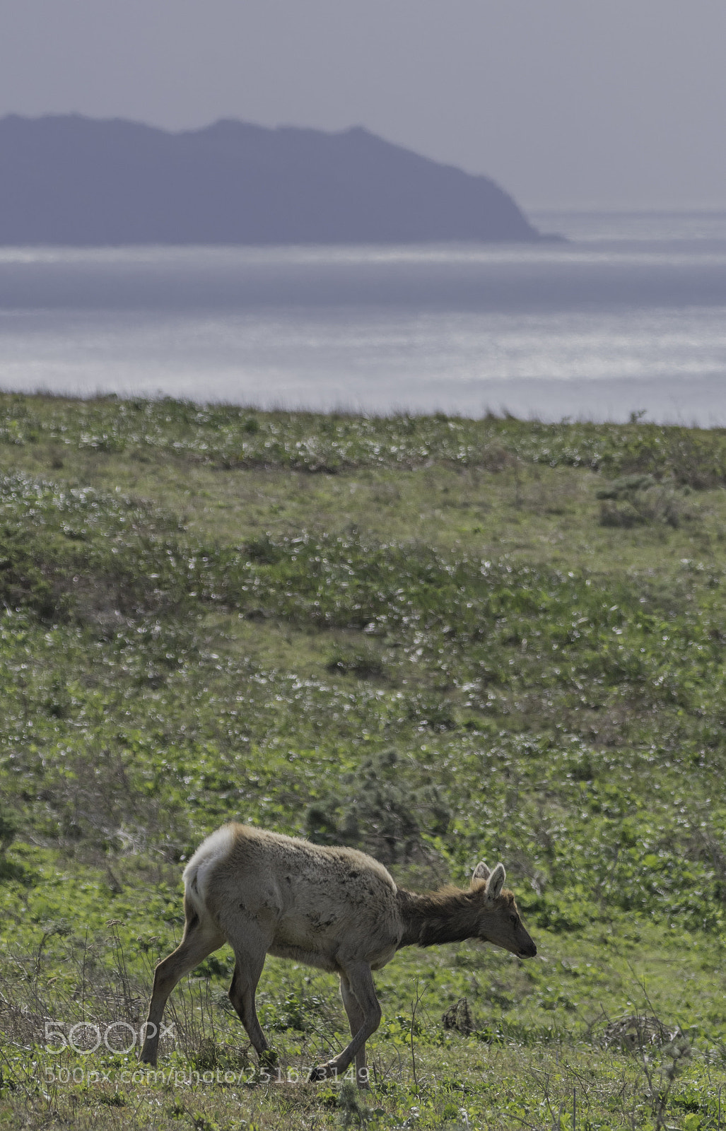 Nikon D500 sample photo. Tule elk strolling on photography