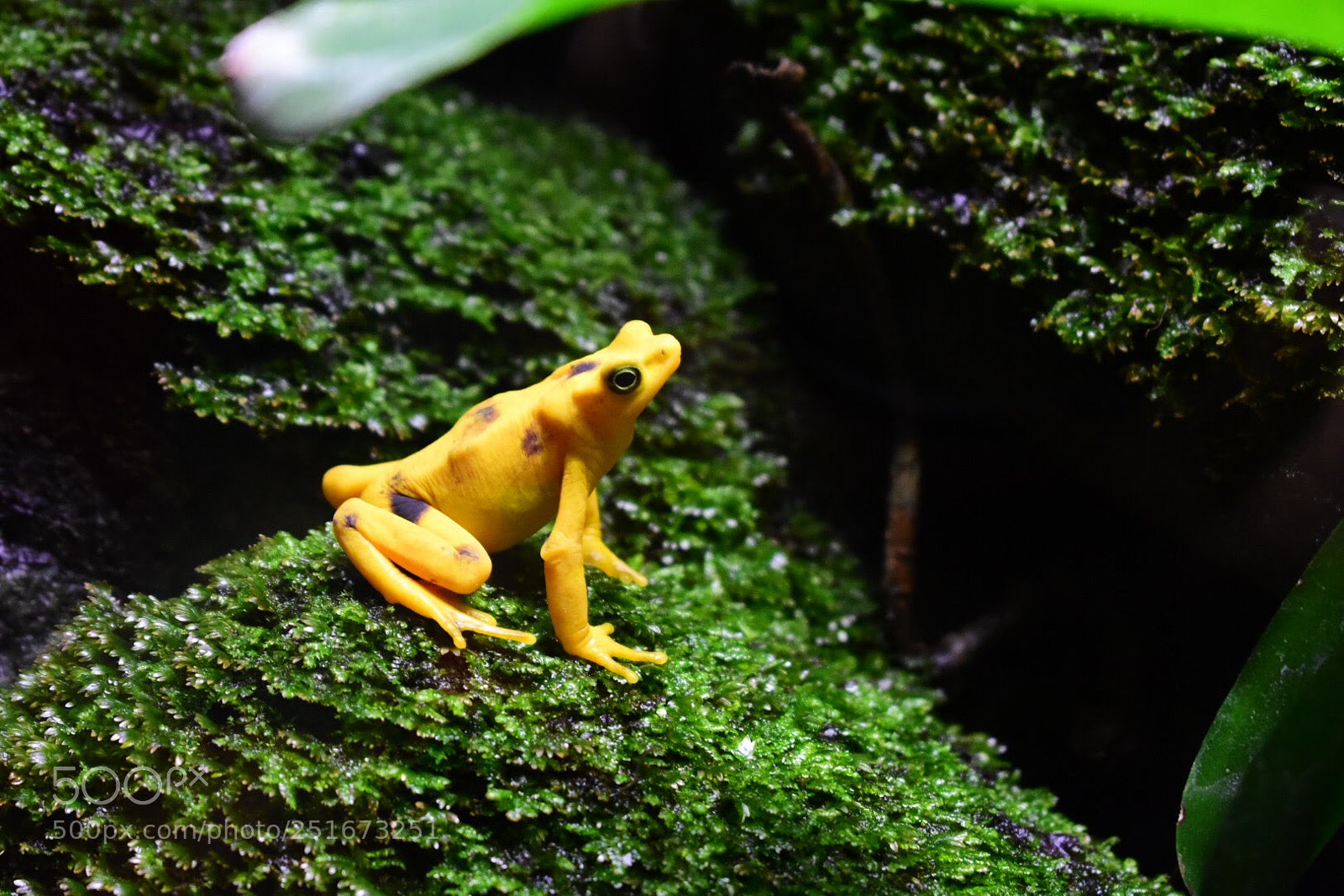 Nikon D7200 sample photo. Golden poison frog photography