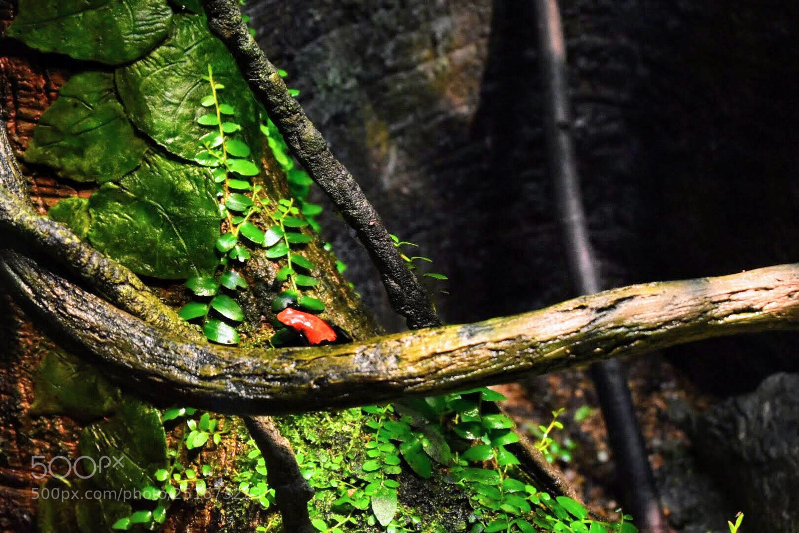 Nikon D7200 sample photo. Dart frog photography