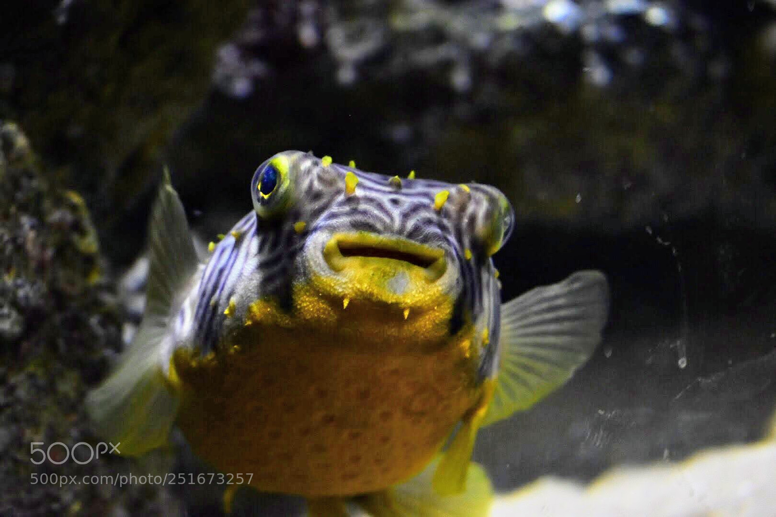 Nikon D7200 sample photo. Blowfish photography