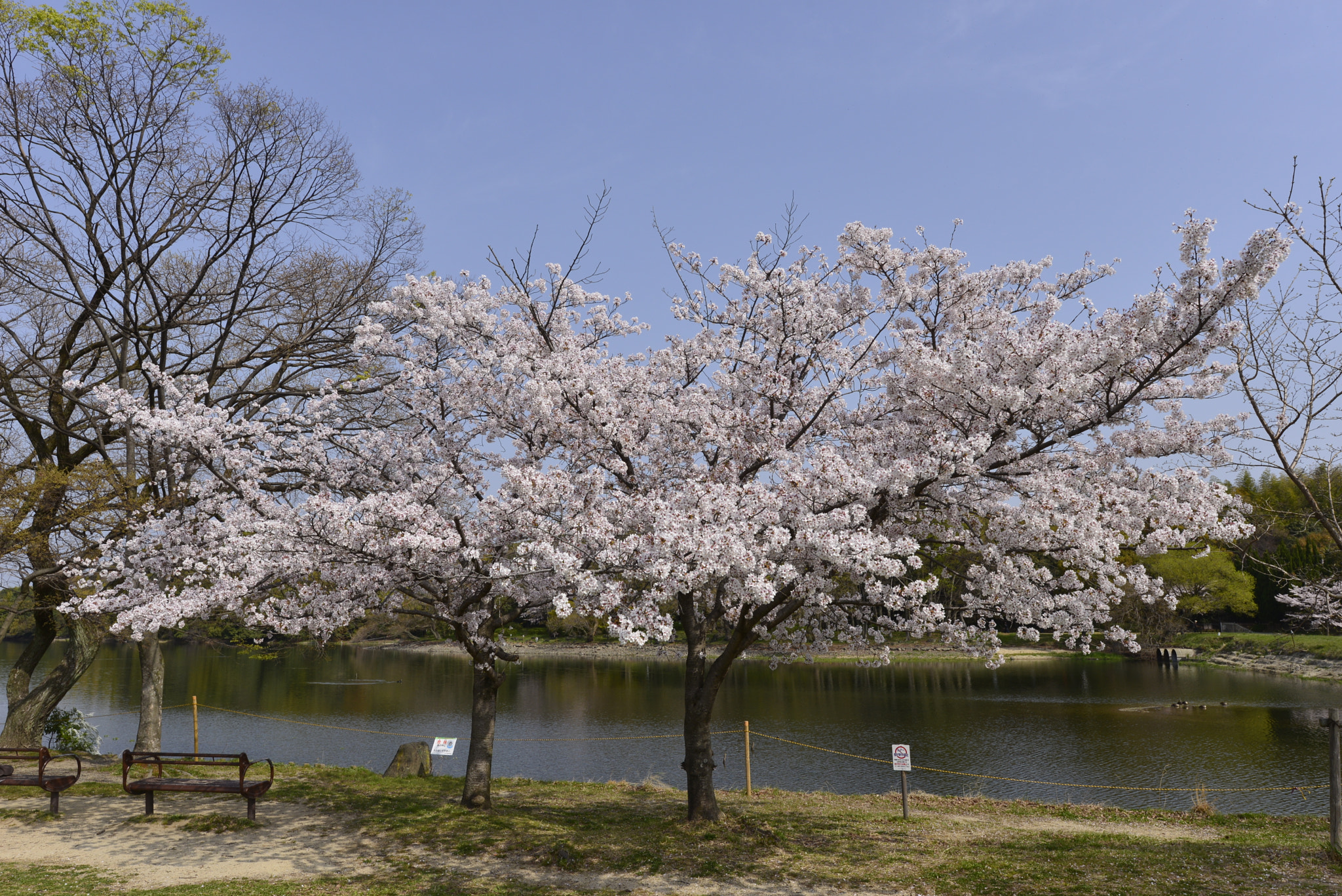 Nikon D610 + Nikon AF-S Nikkor 16-35mm F4G ED VR sample photo. Cherry blossom photography