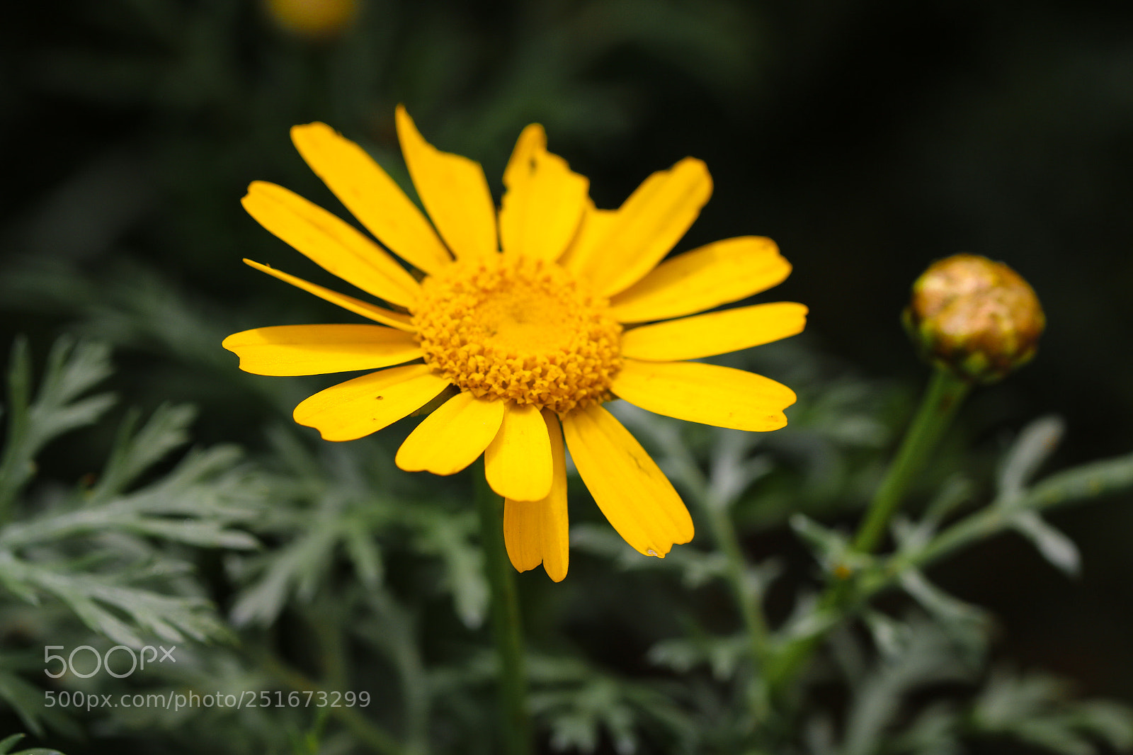 Canon EOS 70D sample photo. Field marigold photography