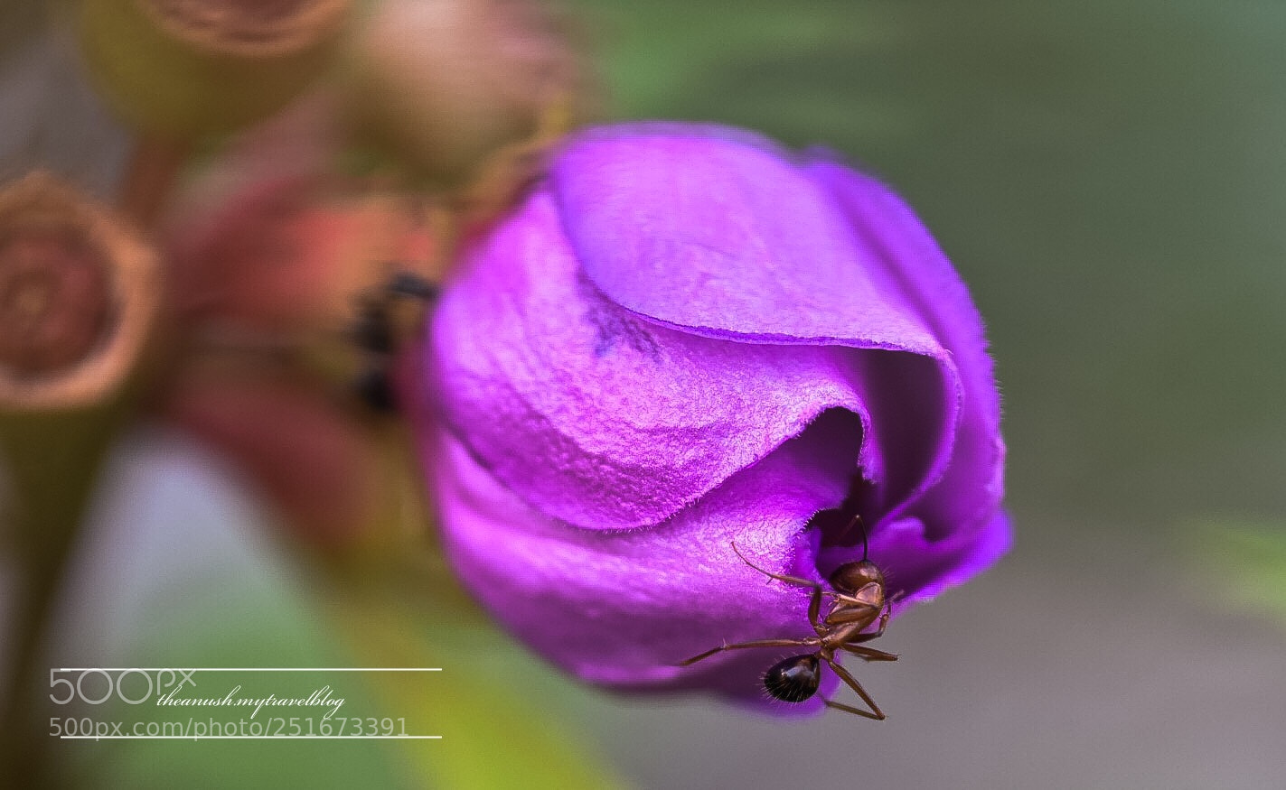 Nikon D7200 sample photo. Macro photography