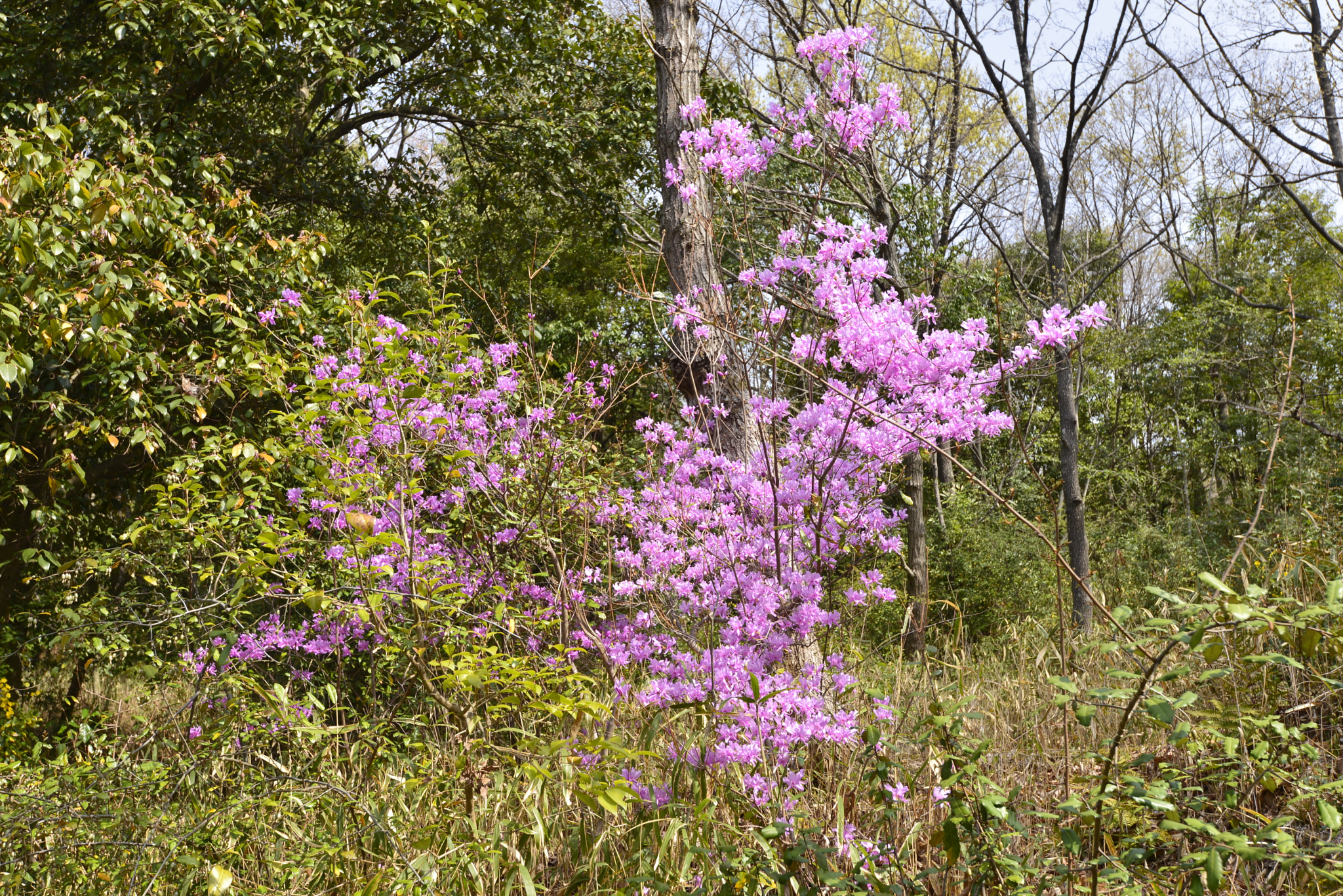 Nikon D610 + Nikon AF-S Nikkor 16-35mm F4G ED VR sample photo. Rhododendron kaempferi photography