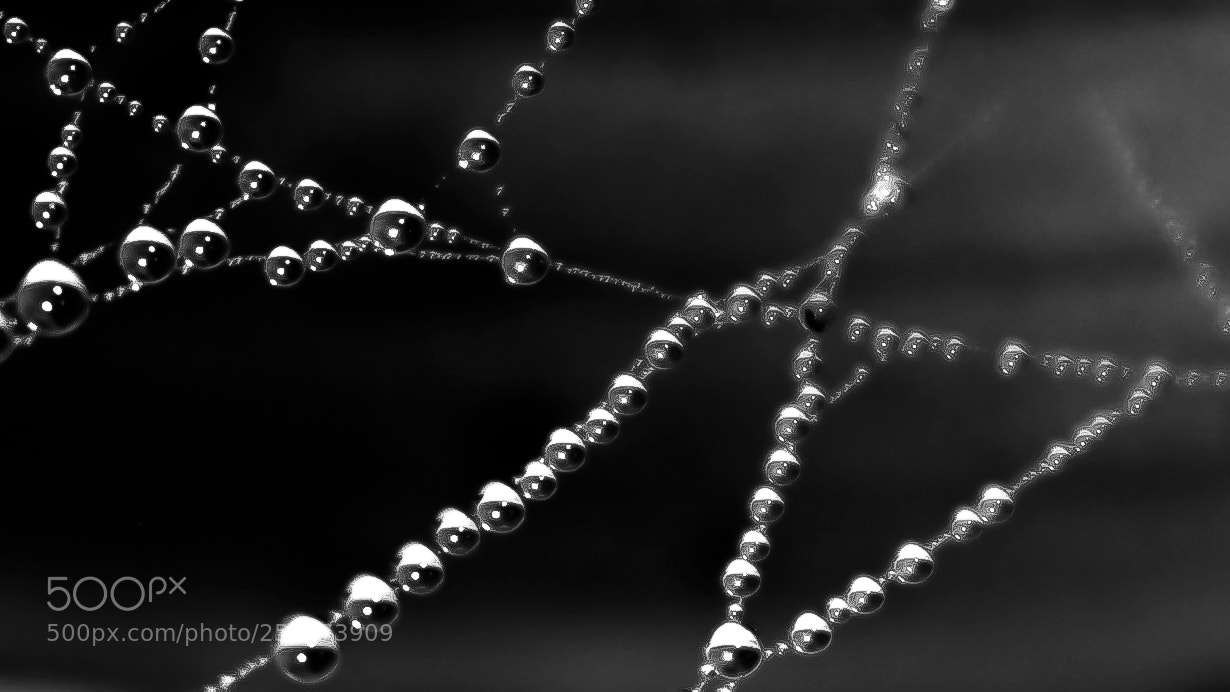 Nikon D5300 sample photo. Drops photography