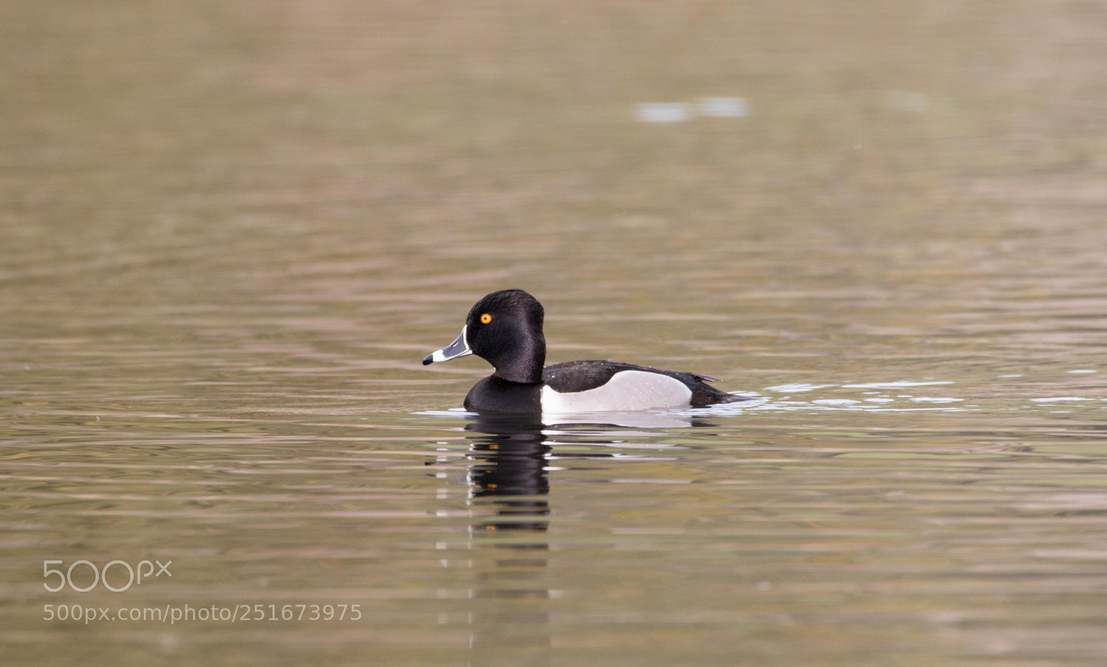 Canon EOS 5D Mark IV sample photo. Duck photography
