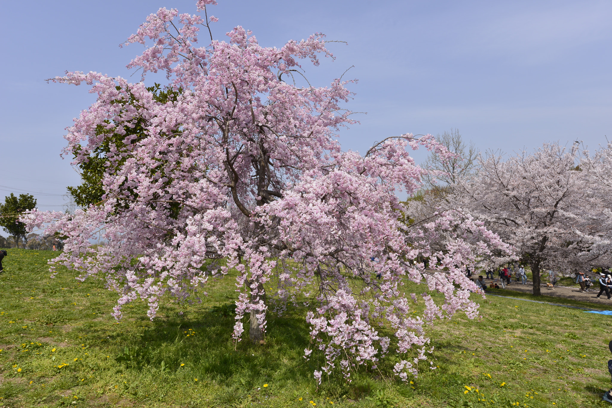Nikon AF-S Nikkor 16-35mm F4G ED VR sample photo. Weeping cherry photography