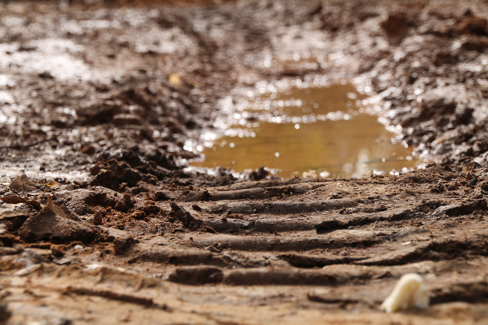 Canon EOS 70D + Tamron 18-270mm F3.5-6.3 Di II VC PZD sample photo. Mud life photography