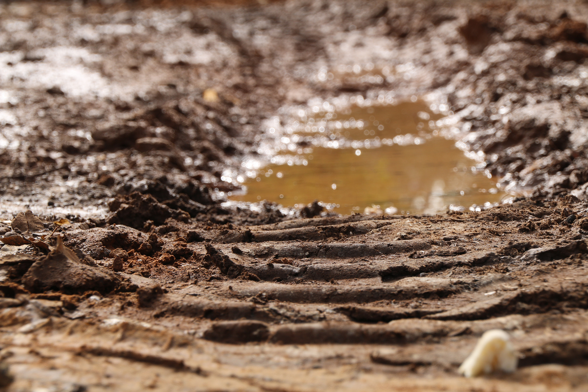 Canon EOS 70D sample photo. Mud life photography