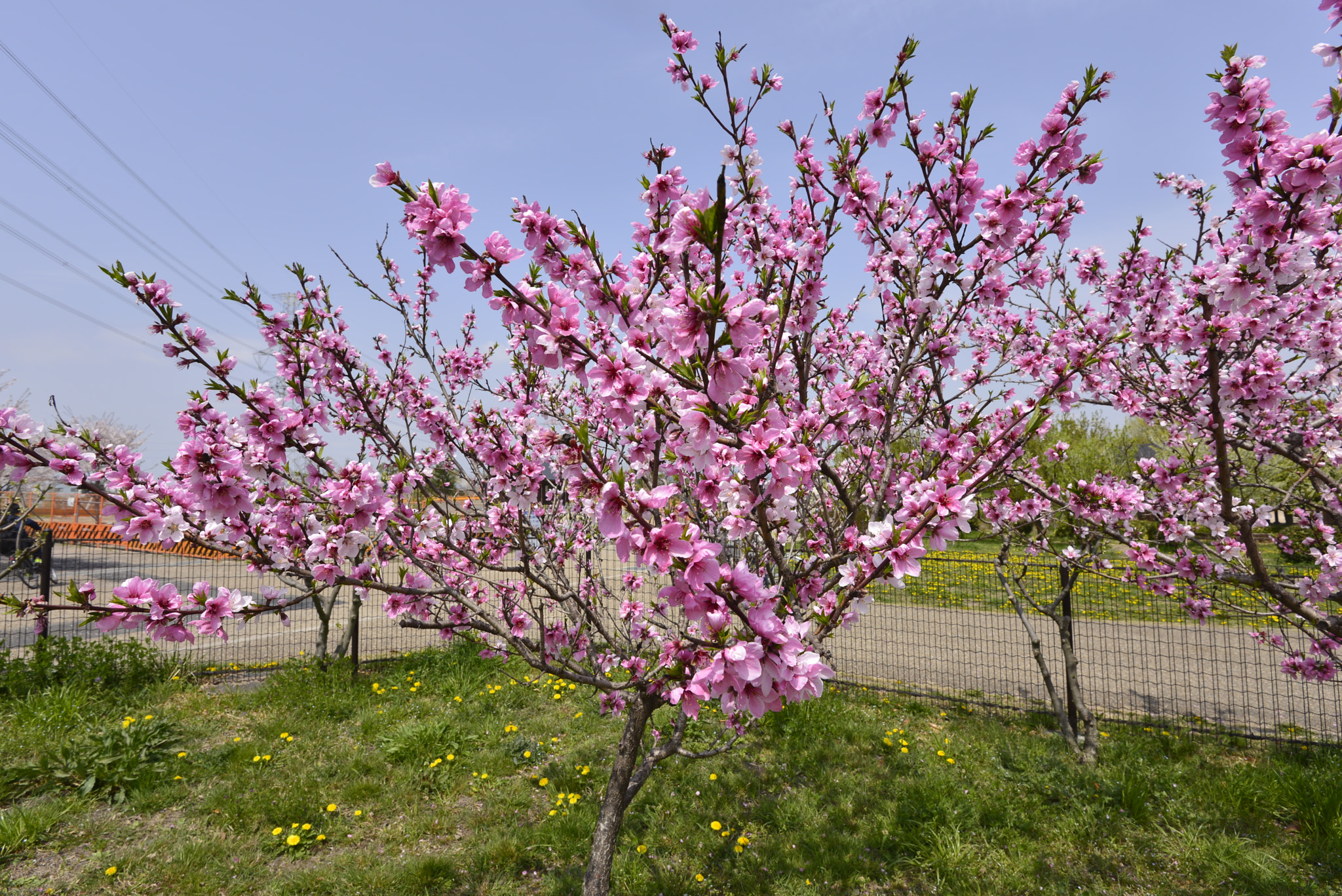 Nikon D610 + Nikon AF-S Nikkor 16-35mm F4G ED VR sample photo. Peach photography