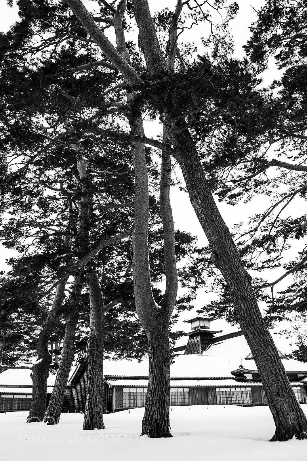 Nikon D7100 sample photo. 五棱郭 photography