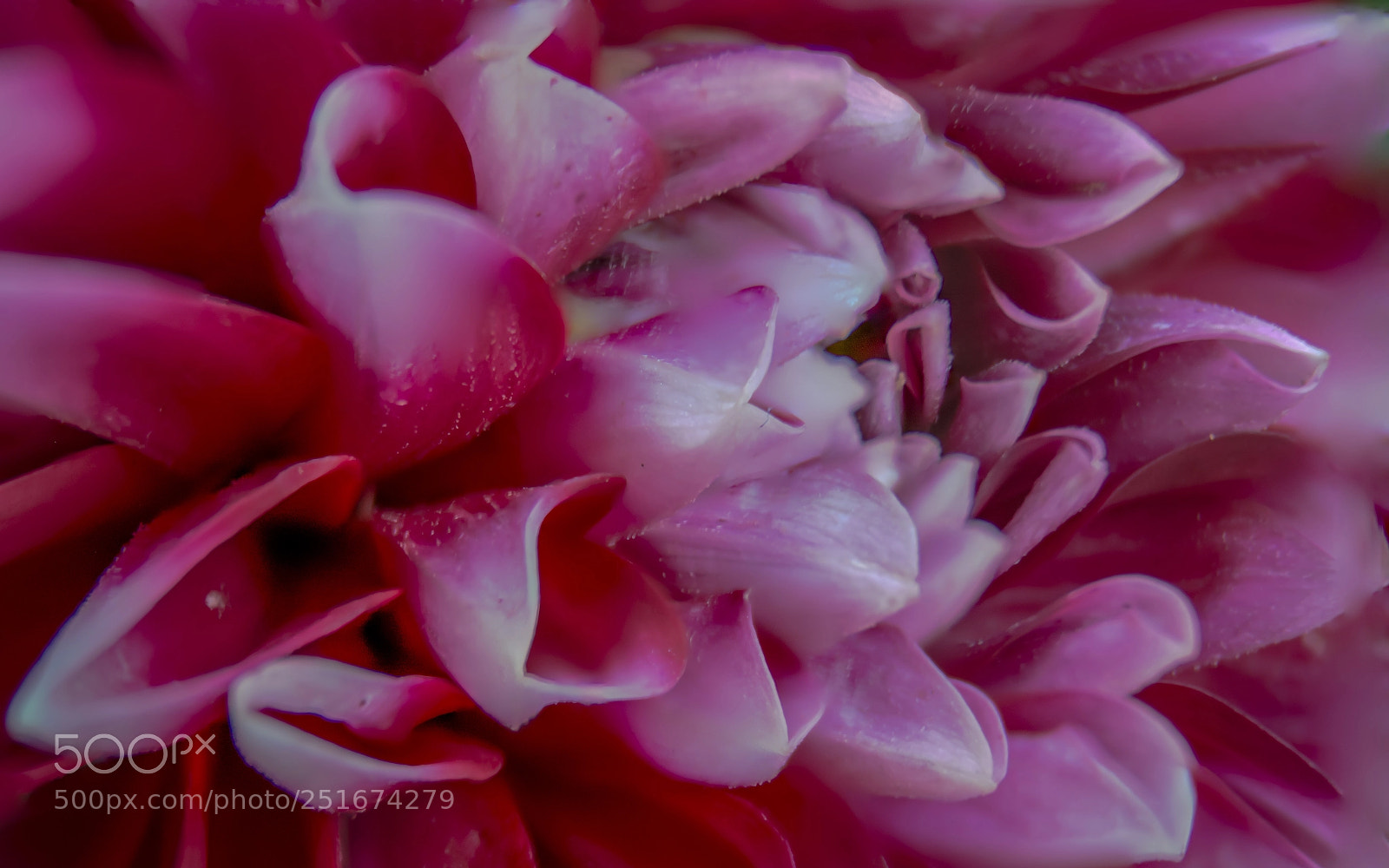 Nikon D5200 sample photo. Dahlia photography