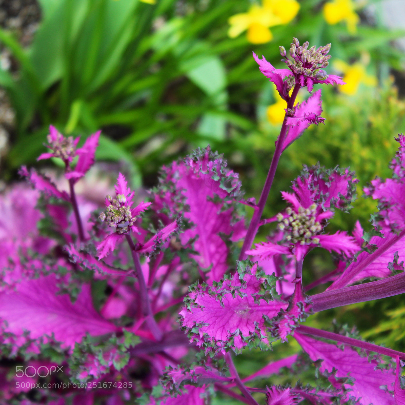 Canon EOS 1300D (EOS Rebel T6 / EOS Kiss X80) sample photo. Pop of purple photography