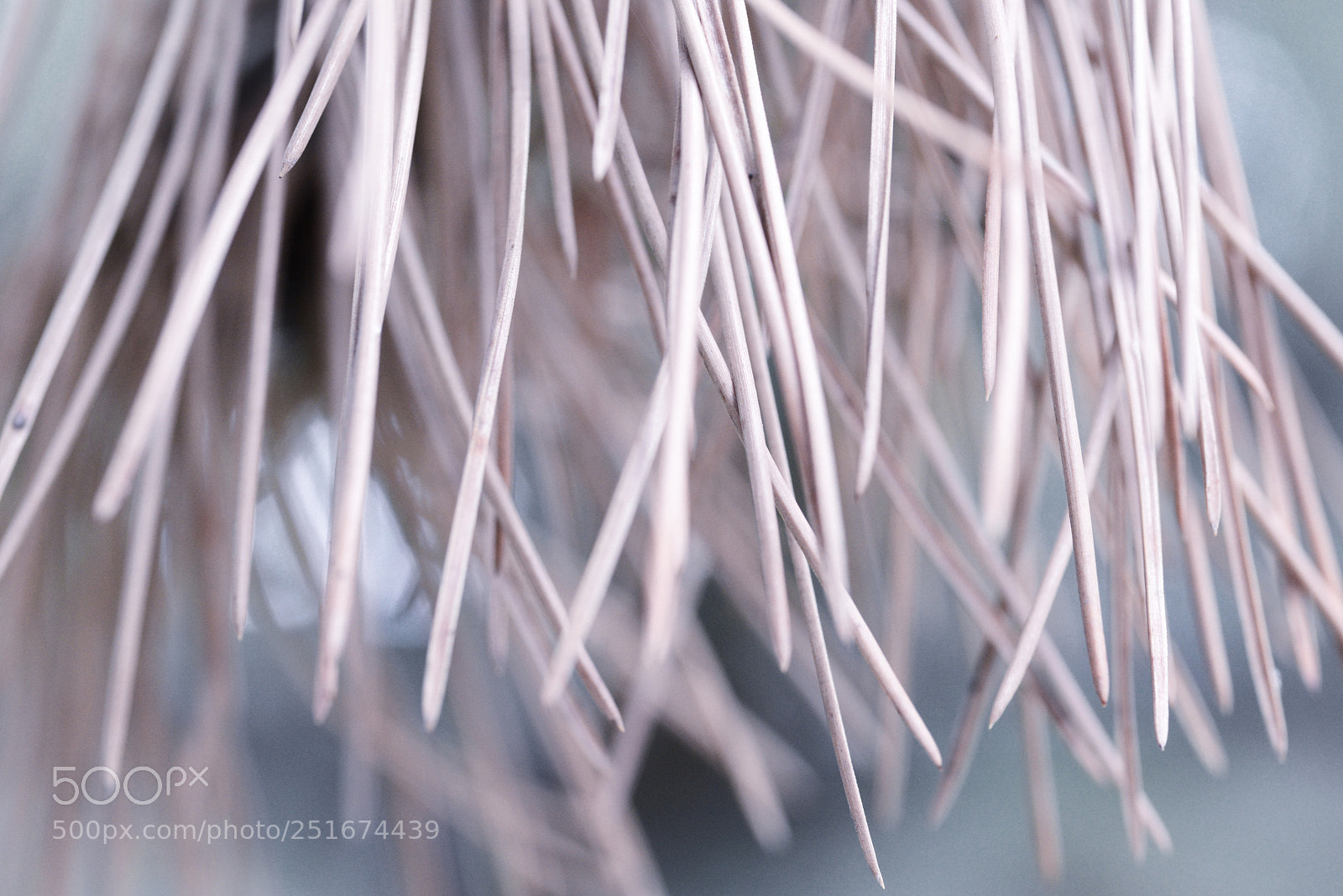 Nikon D600 sample photo. Straw macro  photography