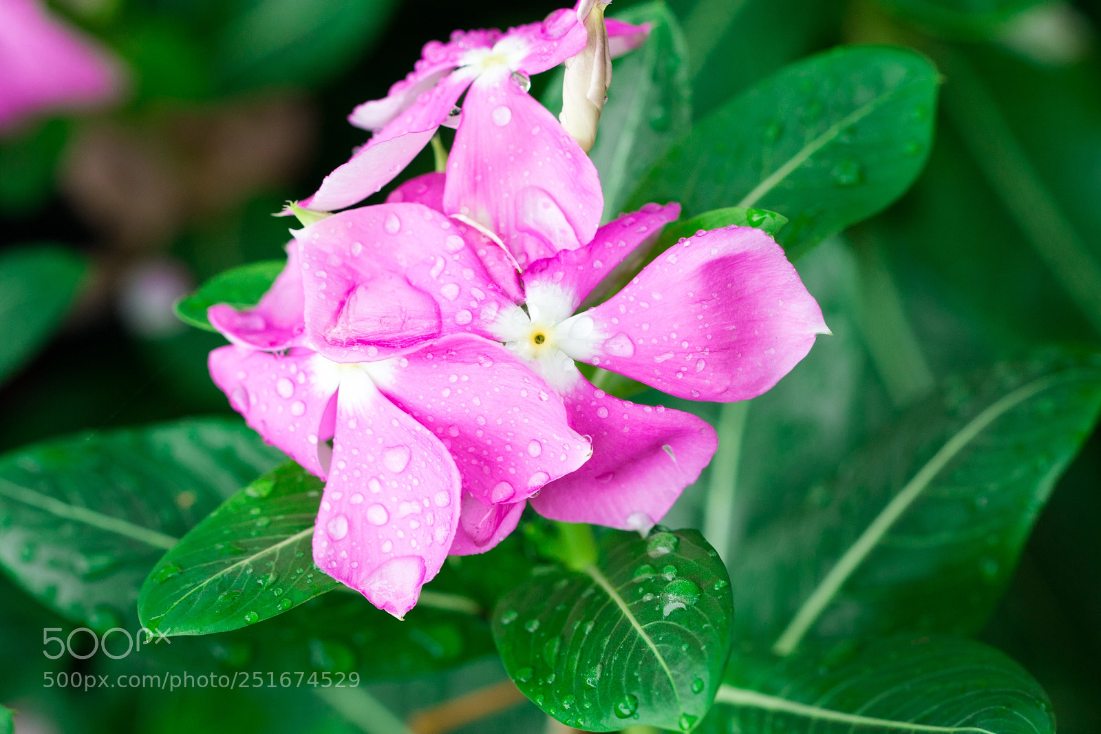 Canon EOS 70D sample photo. Pink wrightia isolate in photography