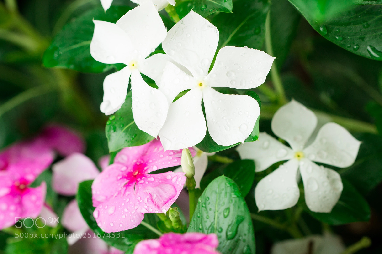 Canon EOS 70D sample photo. Pink wrightia isolate in photography
