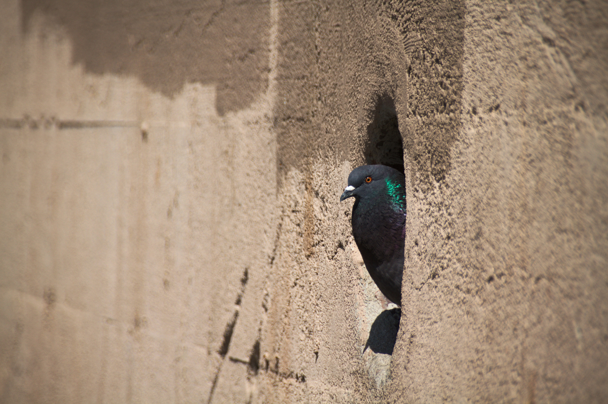 Sigma 18-250mm F3.5-6.3 DC OS HSM sample photo. Drainpipe pigeon photography