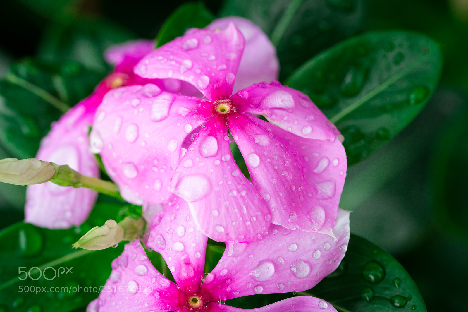 Canon EOS 70D sample photo. Pink wrightia isolate in photography