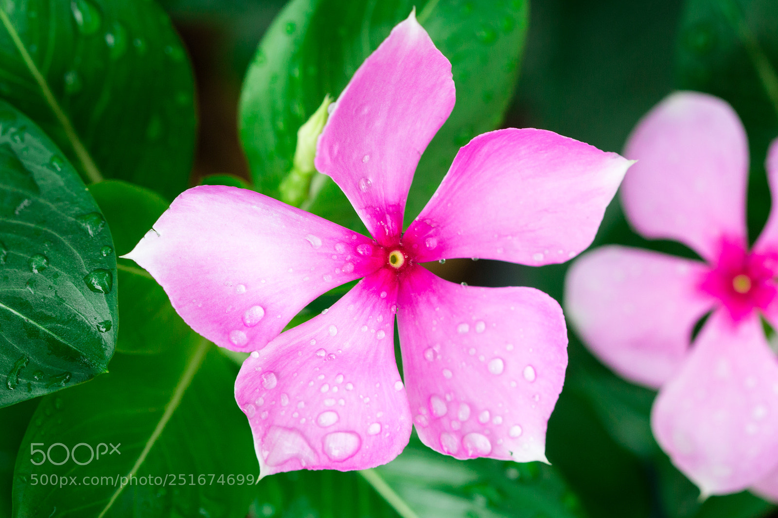Canon EOS 70D sample photo. Pink wrightia isolate in photography
