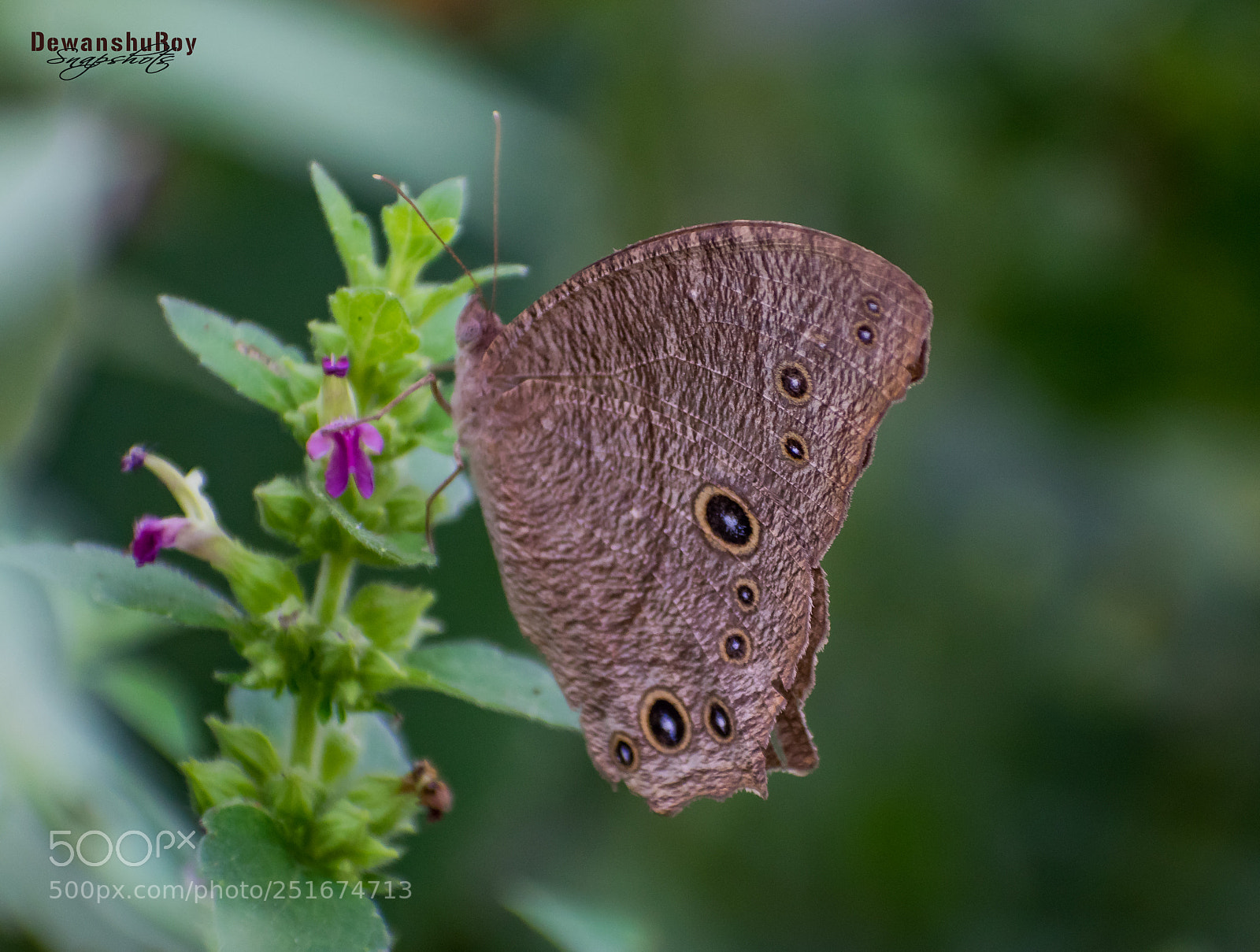 Nikon D3300 sample photo. Dewanshuroy 4 photography