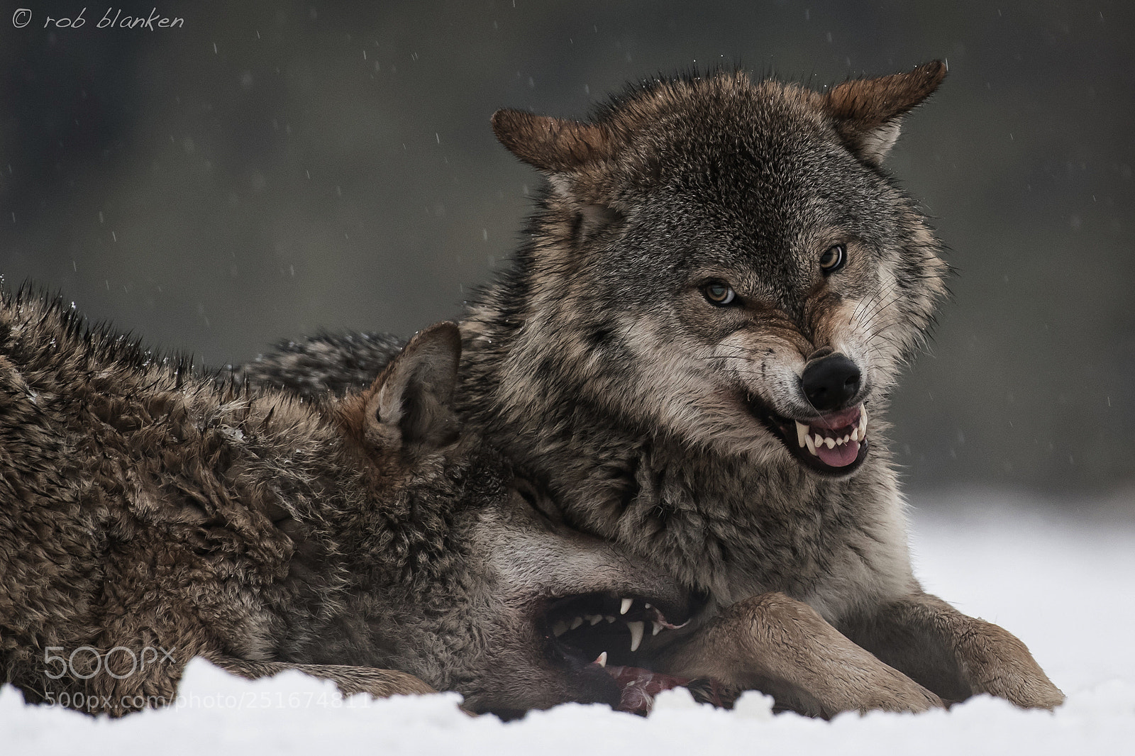 Nikon D500 sample photo. Gray wolf (7) photography