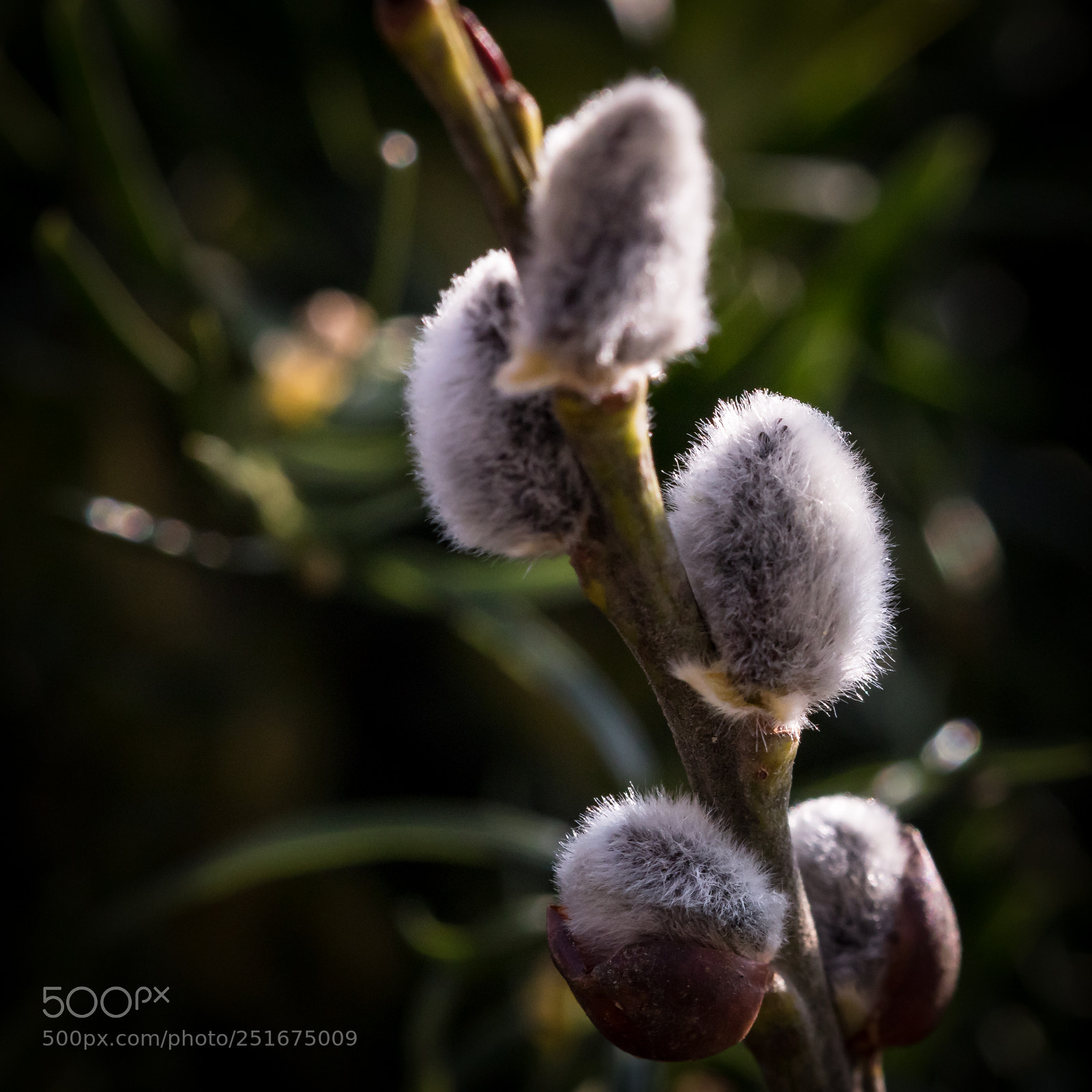 Canon EOS 77D (EOS 9000D / EOS 770D) sample photo. Springtime (4) photography