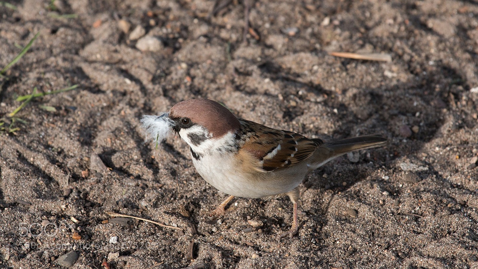 Canon EOS 70D sample photo. Воробей/sparrow photography