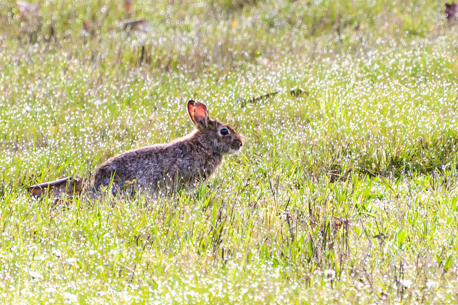 Nikon D800 sample photo. Hopper photography