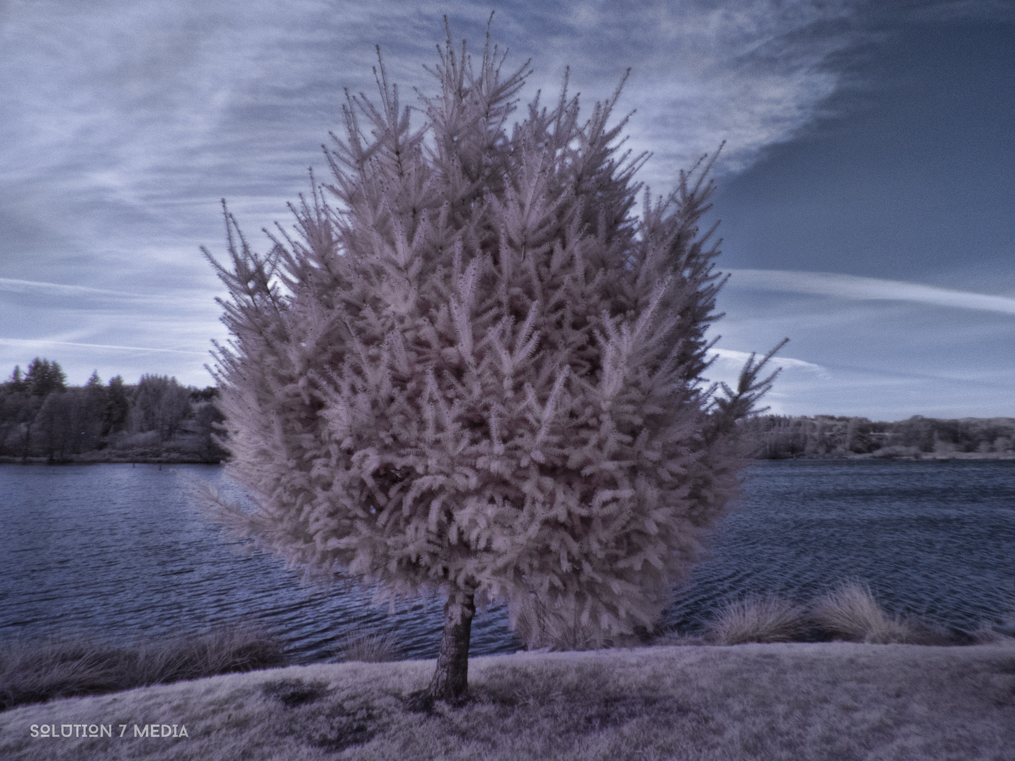 Panasonic Lumix DMC-ZS50 (Lumix DMC-TZ70) sample photo. Infrared tree at the pond photography