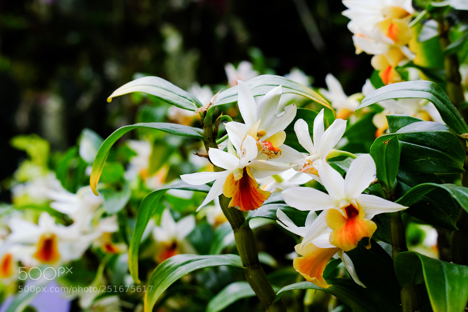 Fujifilm X-T20 sample photo. Dscf photography