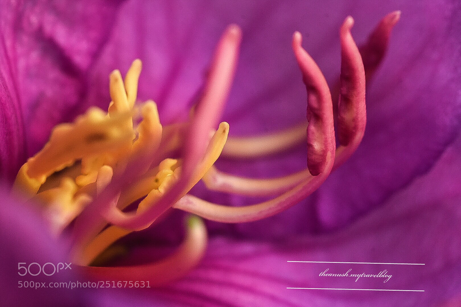 Nikon D7200 sample photo. Flowery moments  photography