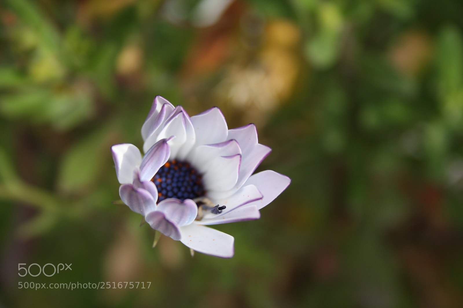 Canon EOS 1000D (EOS Digital Rebel XS / EOS Kiss F) sample photo. The lonely flower photography