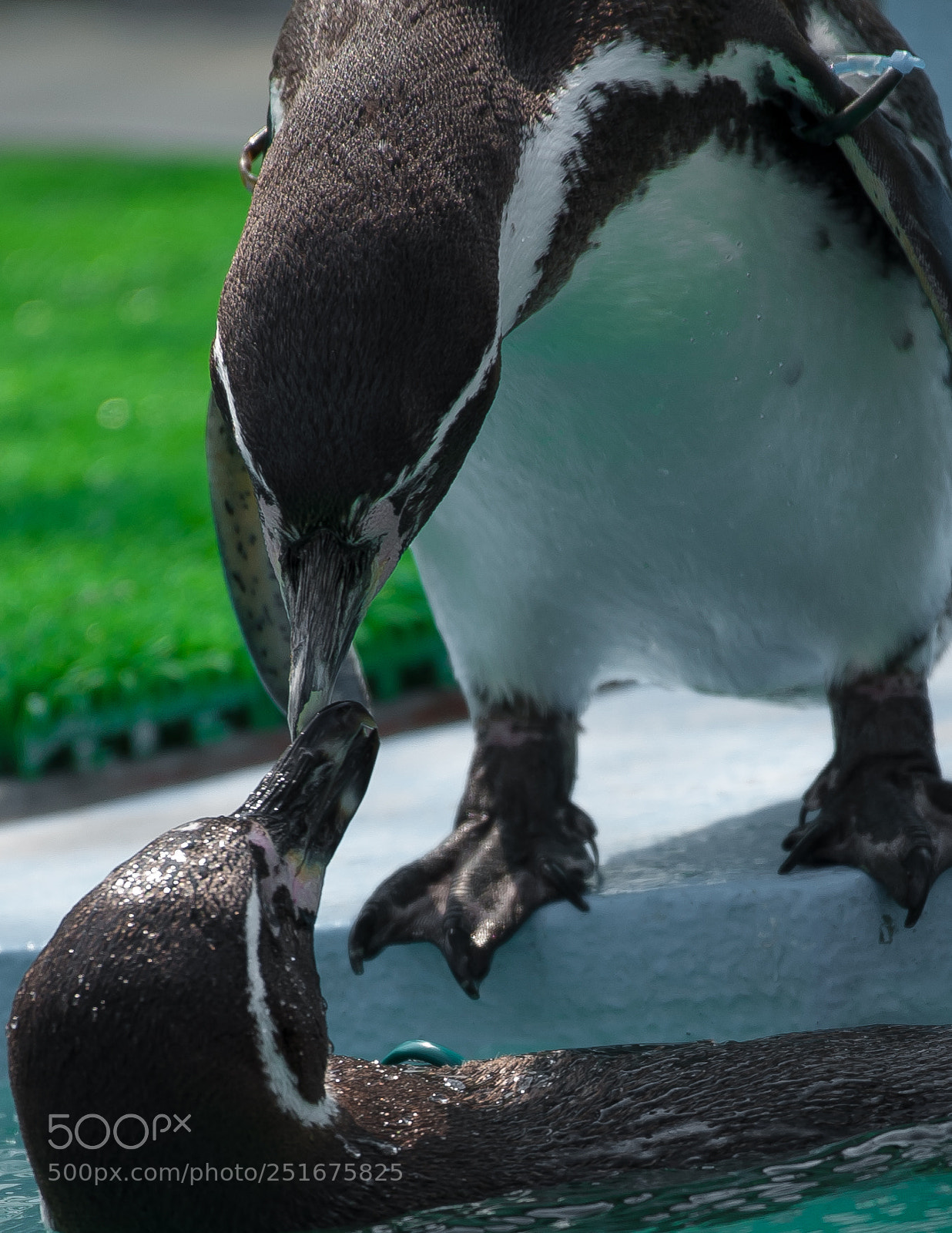 Nikon D3 sample photo. Penguin's kiss photography