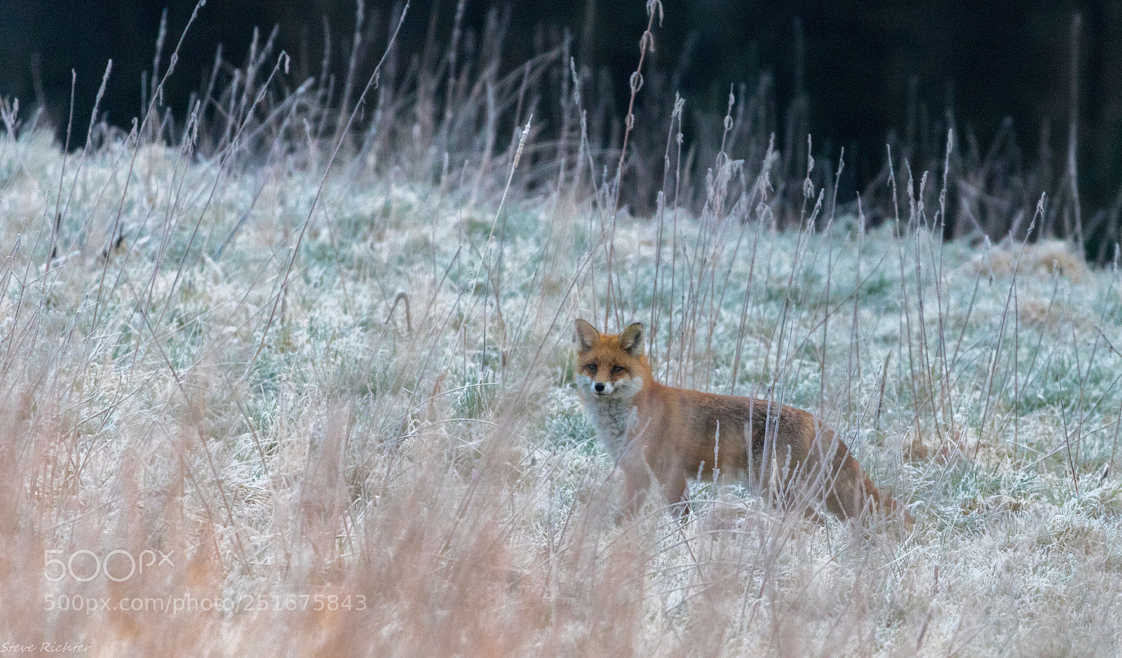 Canon EOS 760D (EOS Rebel T6s / EOS 8000D) sample photo. Fox in the morning  photography