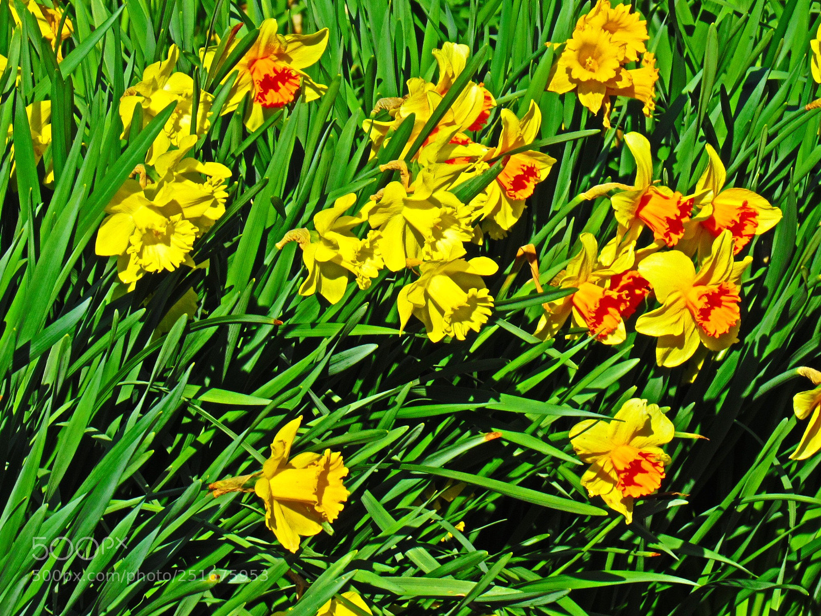 Canon PowerShot SX530 HS sample photo. Spring  photography