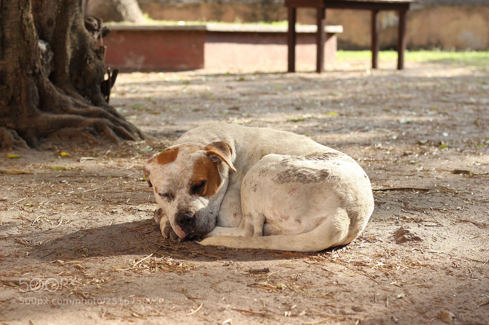 Canon EOS 600D (Rebel EOS T3i / EOS Kiss X5) sample photo. Dog sleeping  photography