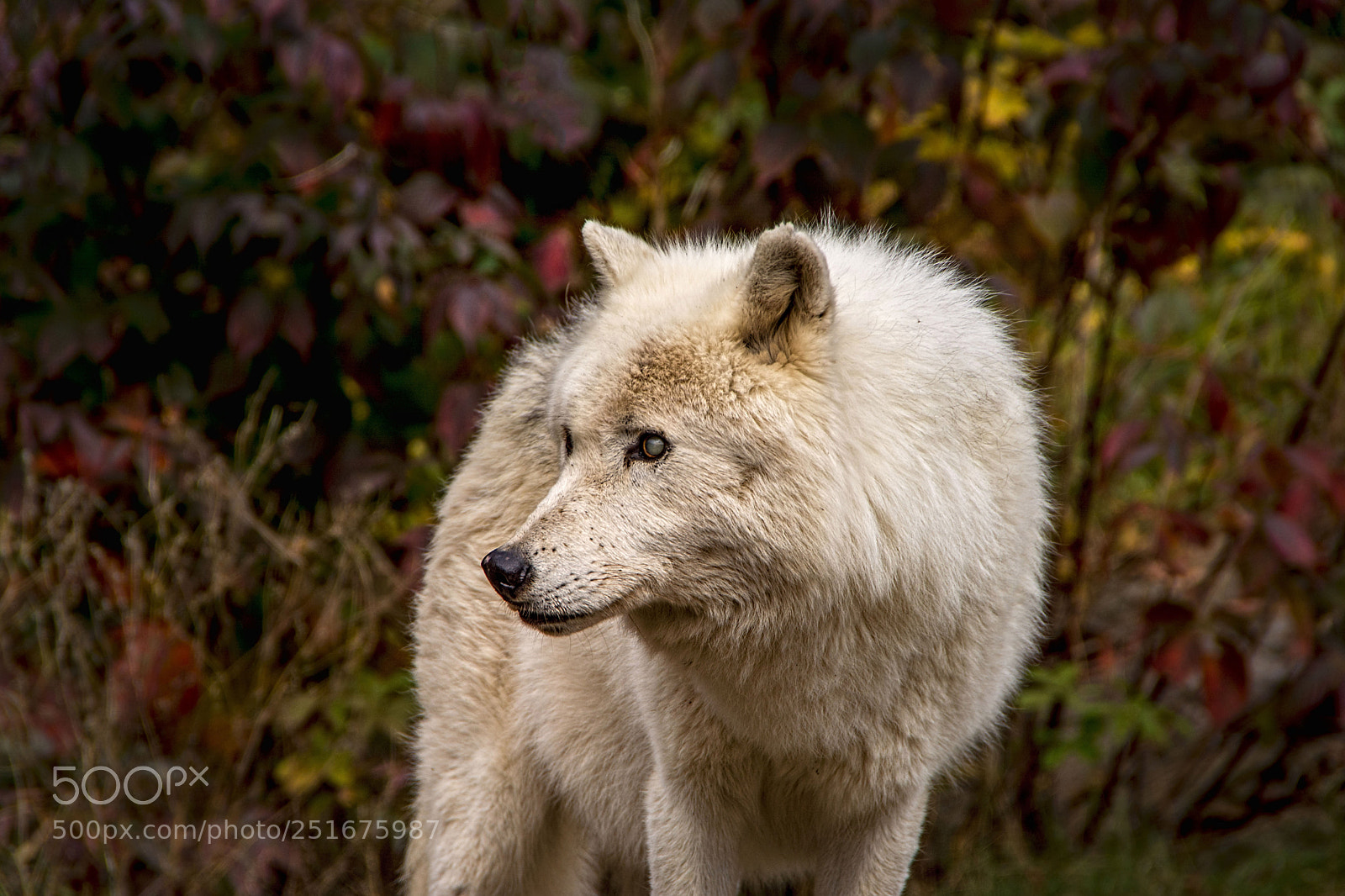 Nikon D5200 sample photo. Awesome wolf... photography