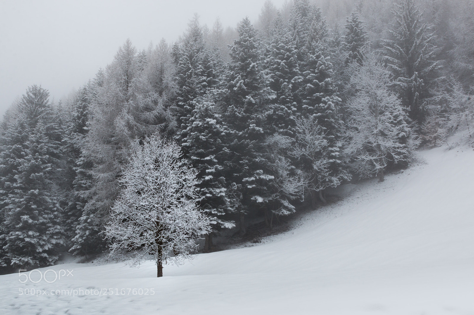 Canon EOS 70D sample photo. Tree photography